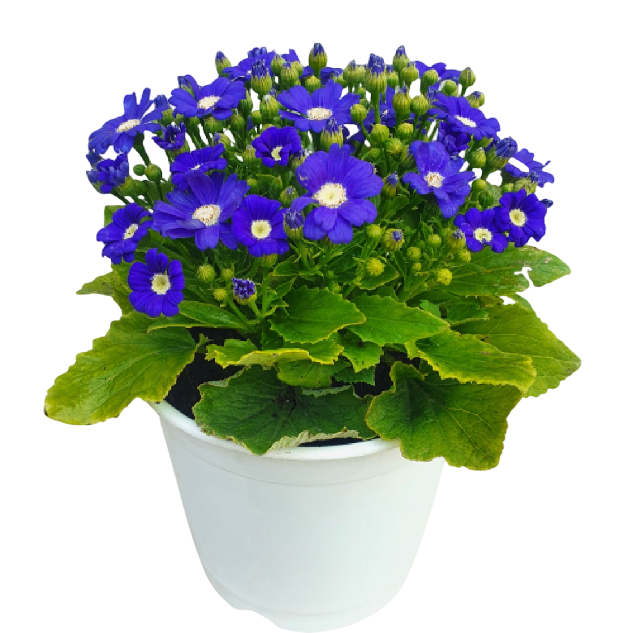 cineraria plant